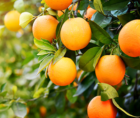 images orange2 images orange2