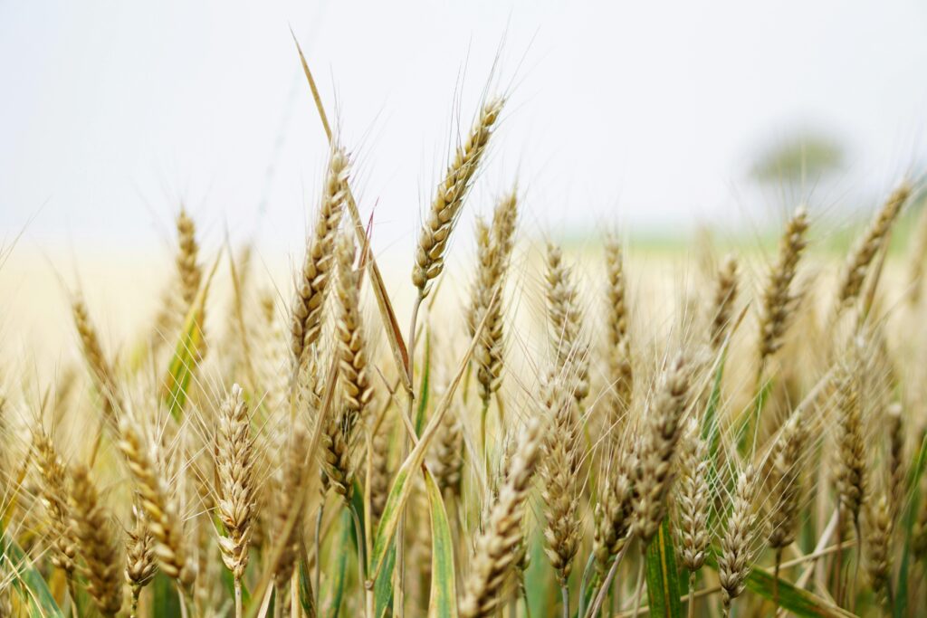 pexels photo 265278 265278 Close-up of ripe wheat ears in a sunny field, showcasing agricultural abundance.