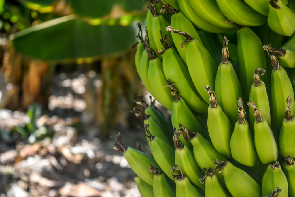 pexels photo 802783 802783 Vibrant green unripe bananas clustered on a tree, captured outdoors in Yeri.